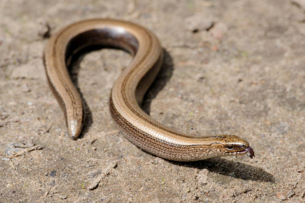 istock Legless slow worm lizard on the ground 1397469560