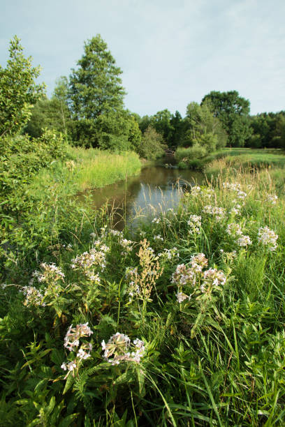 istock Nature of Belarus, summer landscape with a small river 1397469566