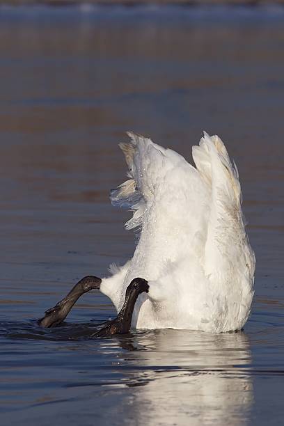 Photo of Icy Swan 2