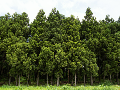 Cedar forest in Japan