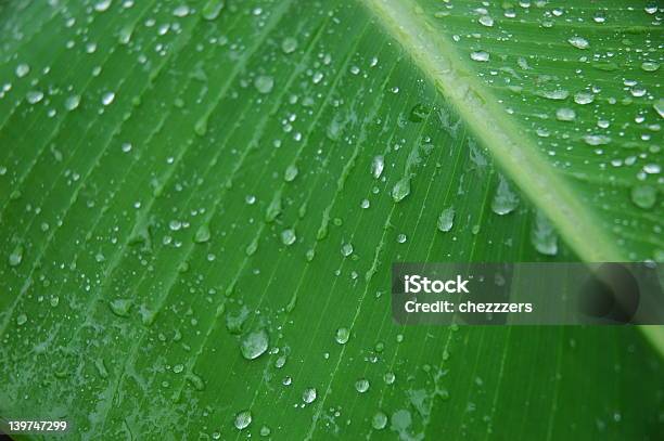 Foto de Chuva Tropical e mais fotos de stock de América Latina - América Latina, Caribe, Caule