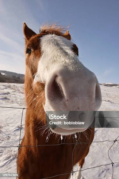 Photo libre de droit de Plan Large De Cheval banque d'images et plus d'images libres de droit de Angle - Angle, Canada, Cheval