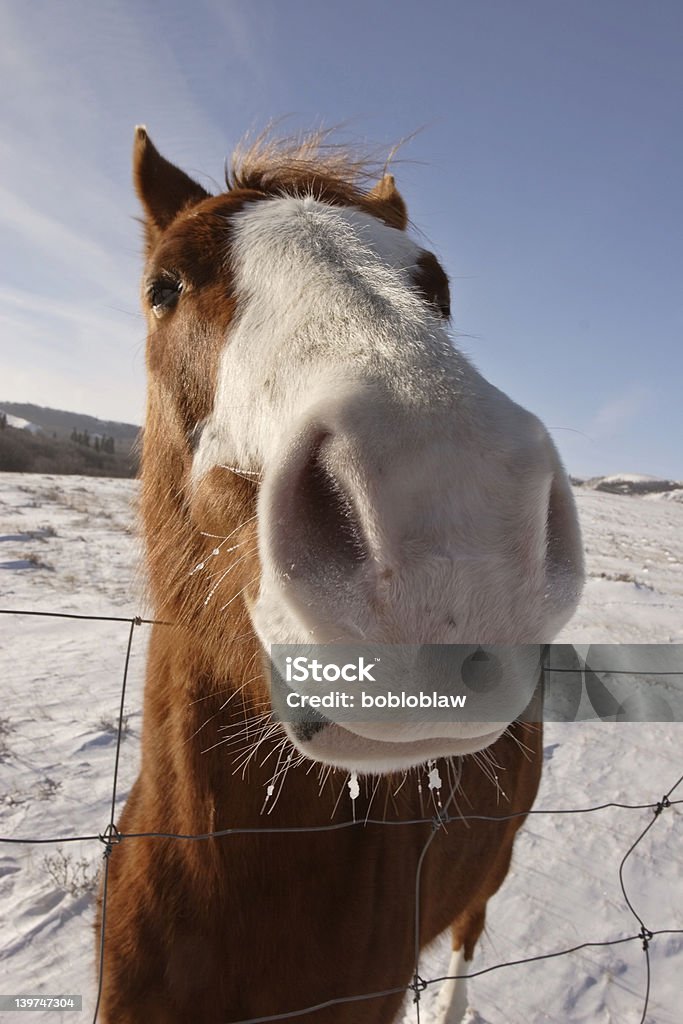 Ampio scatto del cavallo - Foto stock royalty-free di Ambientazione esterna