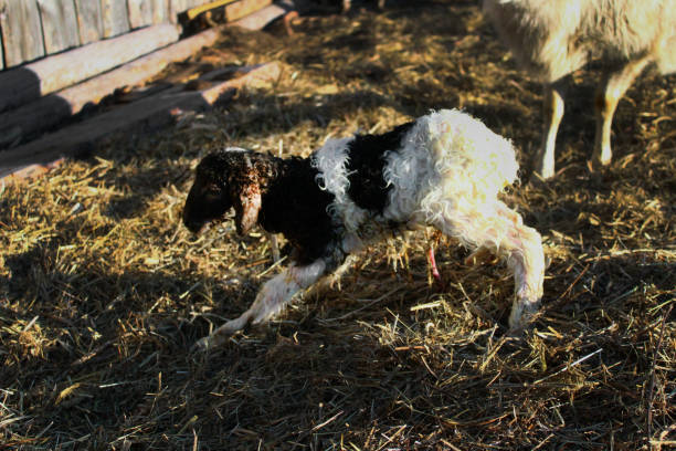 100+ Liquide Amniotique Photos Photos, taleaux et images libre de