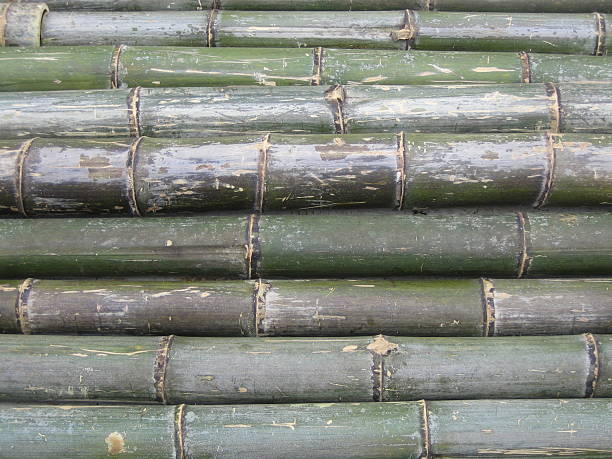 bamboo stems stock photo