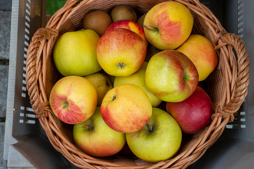 Wicker basket full of freshly harvested apples
