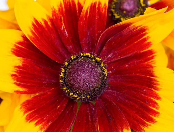 Sun Flower, close up in sunny day stock photo