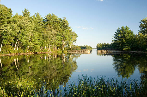 Relections in the pond stock photo