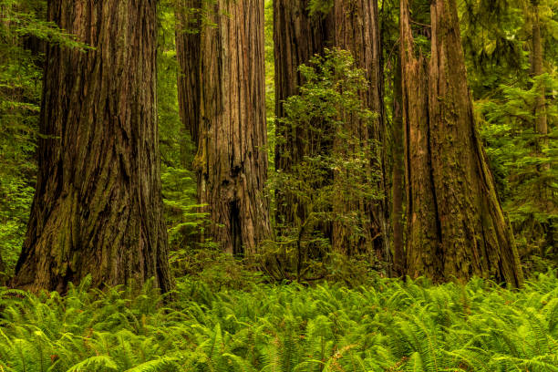 helechos espada y troncos de secuoya - rainforest redwood sequoia footpath fotografías e imágenes de stock