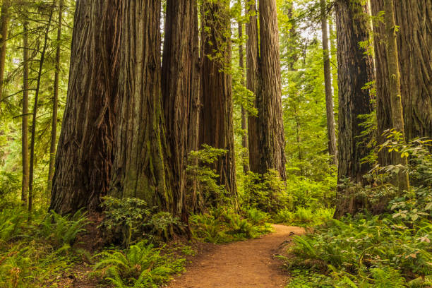 자이언츠 아래의 트레일 - rainforest redwood forest footpath 뉴스 사진 이미지