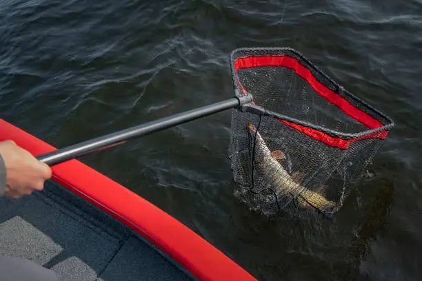 Photo of Fishing landing net. Taking pike fish in water by specialized net