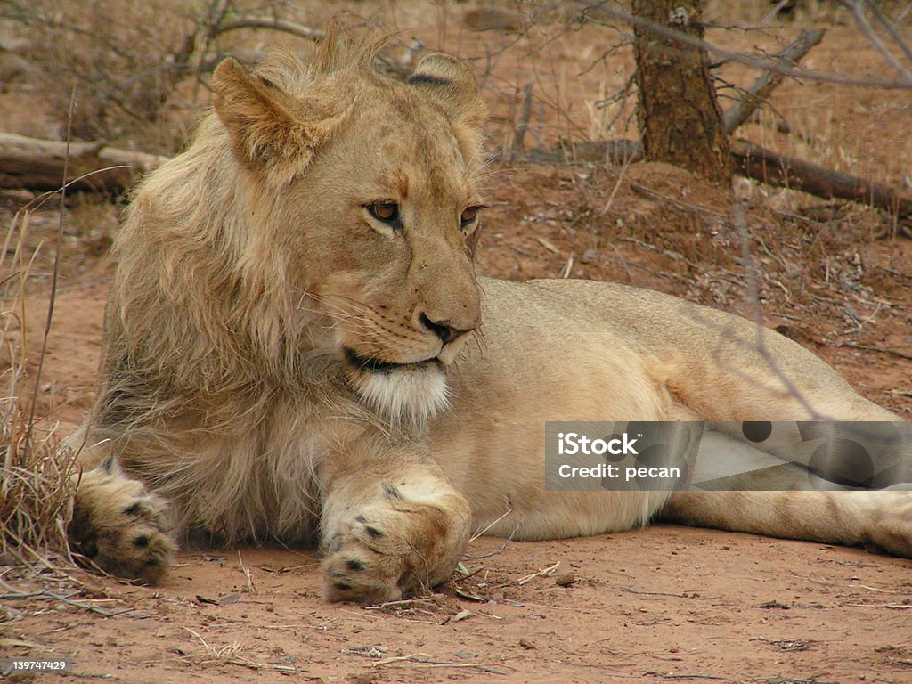 Junger Löwe 4 - Lizenzfrei Dornbusch Stock-Foto