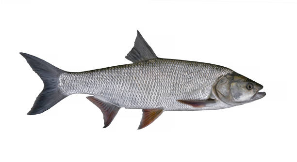 istock Asp fish isolated on white background. Aspius fishing 1397474910