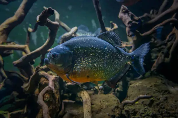 Photo of Piranha underwater. Dangerous aggressive fish in dark piranha aquarium with roots