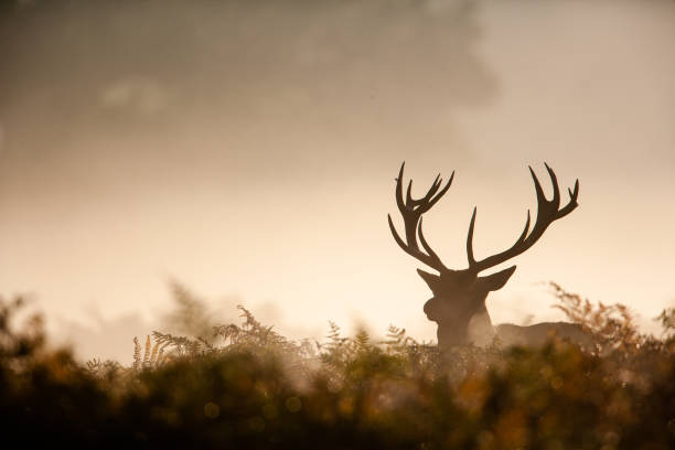 istock Silhouetted Red Deer during the annual deer rut 1397475371