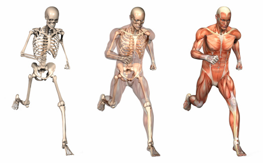 Series of three anatomical 3D renders depicting a man running, viewed from the front at an angle. These images will line up exactly, and can be used as overlays to study anatomy. Included are a skeleton, a skeleton with semi-transparent muscles, and solid muscles.
