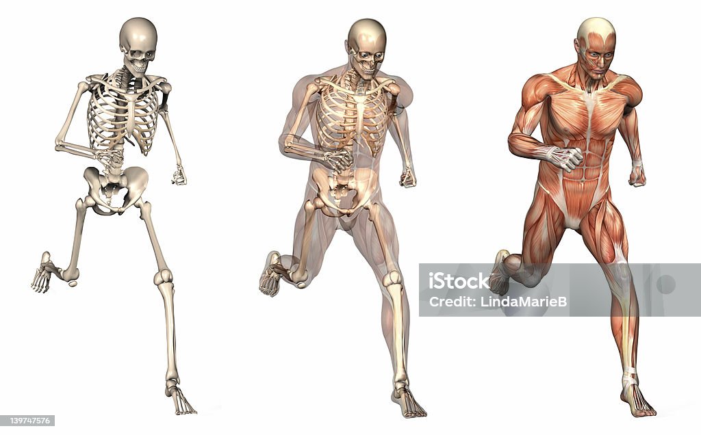 Anatomical Overlays - Man Running Front View Series of three anatomical 3D renders depicting a man running, viewed from the front at an angle. These images will line up exactly, and can be used as overlays to study anatomy. Included are a skeleton, a skeleton with semi-transparent muscles, and solid muscles. Human Skeleton Stock Photo
