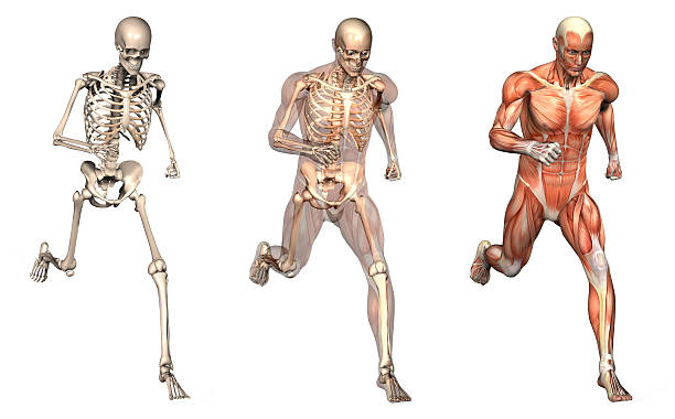 Anatomical Overlays - Man Running Front View Series of three anatomical 3D renders depicting a man running, viewed from the front at an angle. These images will line up exactly, and can be used as overlays to study anatomy. Included are a skeleton, a skeleton with semi-transparent muscles, and solid muscles. human muscle photos stock pictures, royalty-free photos & images