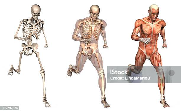 Anatomical Overlays Man Running Front View Stock Photo - Download Image Now - Human Skeleton, Anatomy, Muscular Build