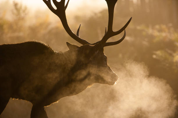 istock Silhouetted Red Deer during the annual deer rut, exhaling breath as it roars 1397475985