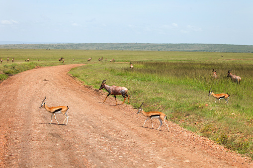 Thomson's gazelles (Eudorcas thomsonii) and antelopes topi (Damaliscus lunatus jimela) crossing the road in the Masai Mara National Park, Kenya