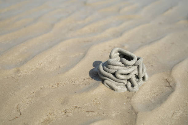 Sea worm's nest on the beach