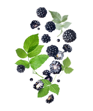 Ripe blackberries with leaves in the air isolated on a white background