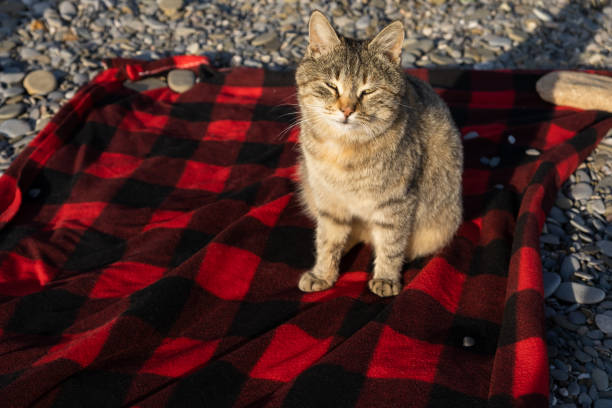 istock Gray striped cat portrait. 1397477112