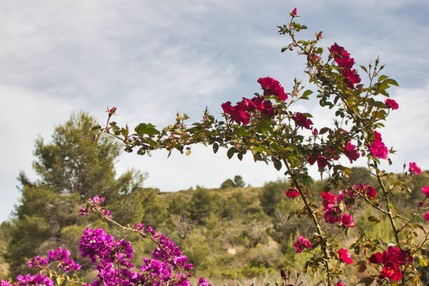 Rose bush and bougainvillea that grow together