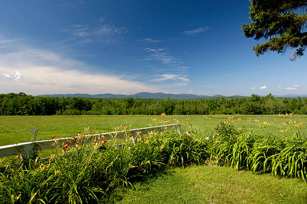 Beautiful summer field landscape stock photo