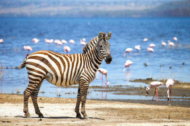 plains zebra - lake nakuru stock-fotos und bilder