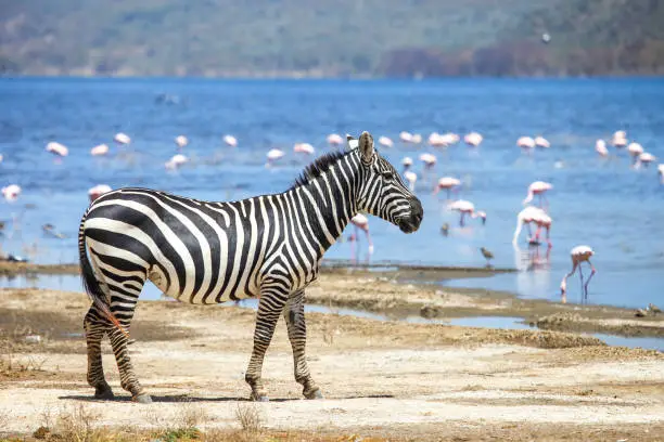 Plains zebra (Equus quagga) near the lake with flamingoes in the Lake Nakuru National Park, Kenya