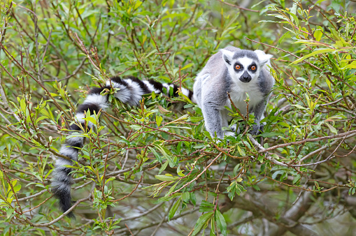 Lemur Catta (Maki) in it's natural habitat