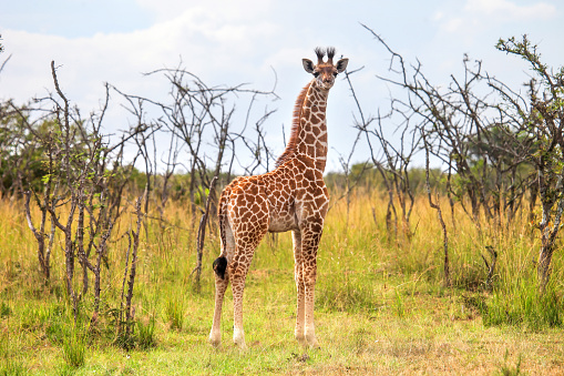 Baby Nubian giraffe (Giraffa camelopardalis camelopardalis) in the Masai Mara National Park, Kenya