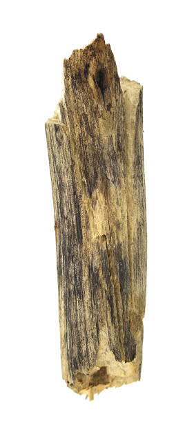 istock log wood isolated on white background 1397477482
