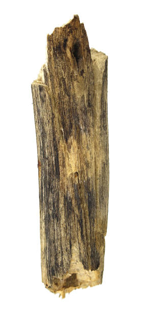 istock log wood isolated on white background 1397477484
