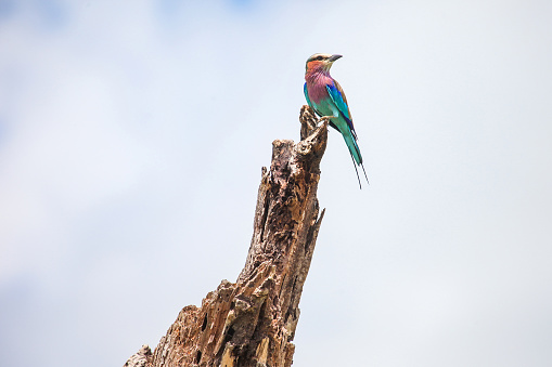 Lilac-breasted roller (Coracias caudatus) sitting on a dry tree