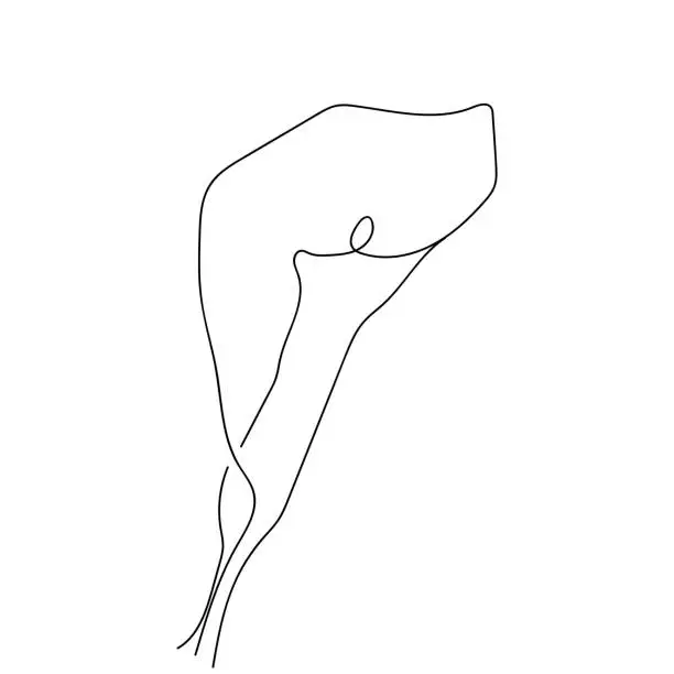 Vector illustration of Calla lily flower
