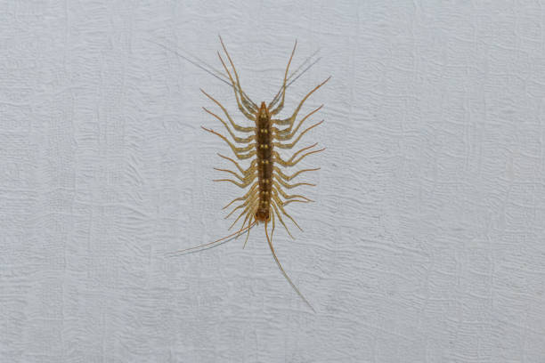 House centipede on the ceiling in the house