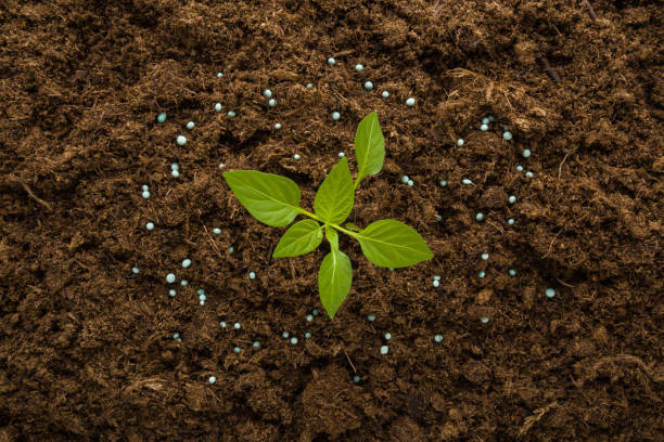 gránulos de fertilizante seco alrededor de una pequeña planta de pimentón verde sobre fondo de suelo marrón oscuro. closeup. alimentación radicular. trabajos de preparación en jardín. vista de arriba hacia abajo. - greenhouse pepper vegetable garden agriculture fotografías e imágenes de stock