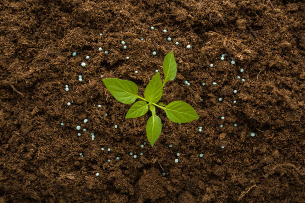 Dry fertilizer granules around green small paprika plant on dark brown ground background. Closeup. Root feeding. Preparation work in garden. Top down view. stock photo