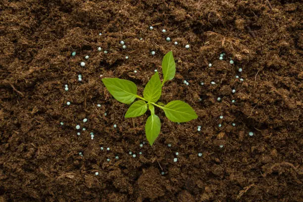 Dry fertilizer granules around green small paprika plant on dark brown ground background. Closeup. Root feeding. Preparation work in garden. Top down view.