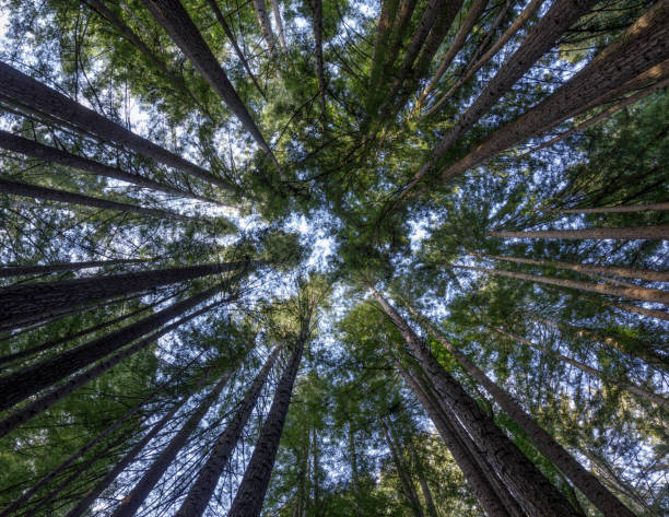 istock Circle of Coast Redwoods 1397479327