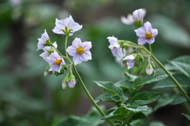 istock Potatoes bloom on a farm field 1397479954