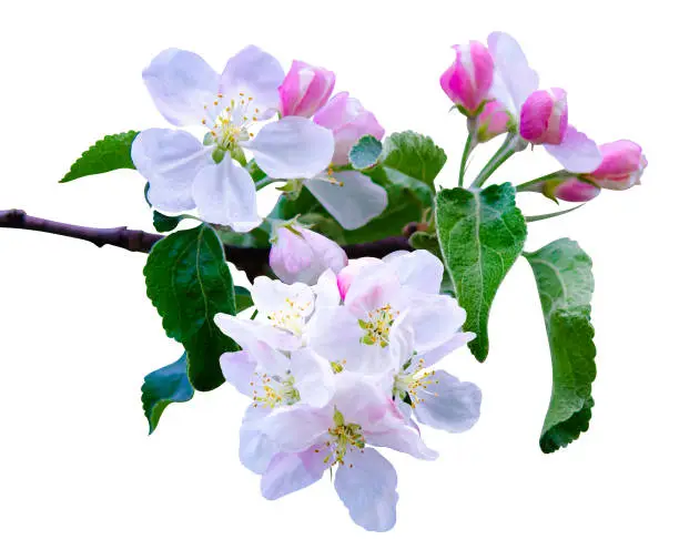 sprig of blossoming apple tree isolated on white background. apple tree in bloom. Blooming apple tree in spring time.