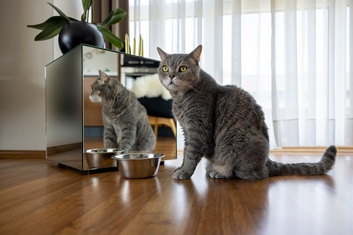 Big British Shorthair Cat in front of mirrored coffee table at modern home