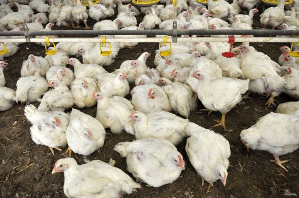 istock Farm for growing broiler chickens 1397480699
