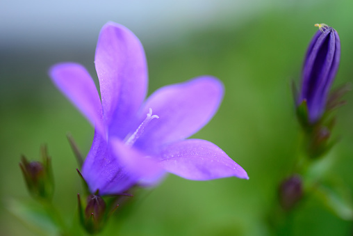 Macro shot of a Campanula flower blossoming