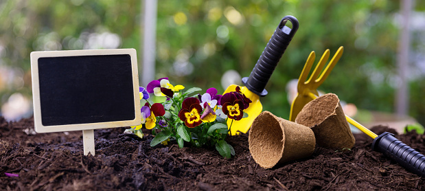 Plant pansies in the garden. Gardening tools and plants on soil close up view, banner. Agriculture and Spring farm works