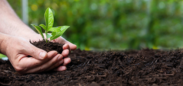 Farmer hand hold sprout, good soil background, close up view. Earth day, protect nature concept, banner copy space.